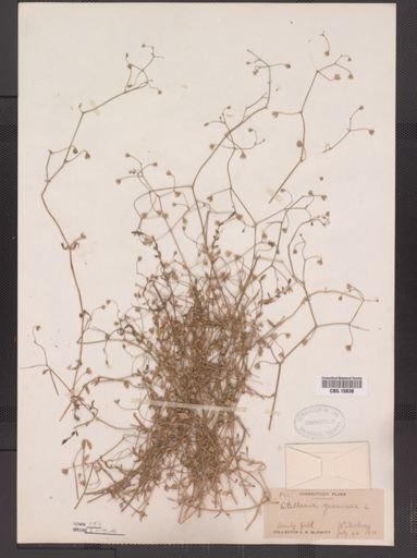 Stellaria graminea