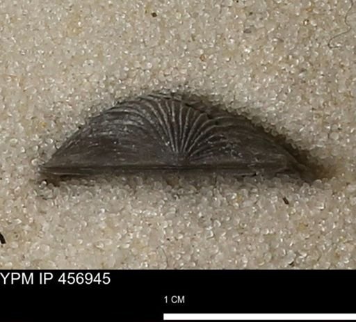 Stropheodonta sp.