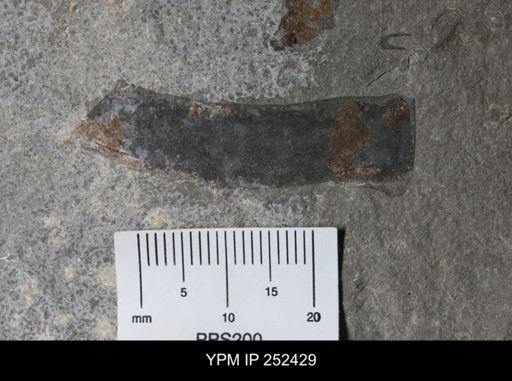 undet. Eurypterida