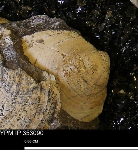 Limopsis striatopunctatus