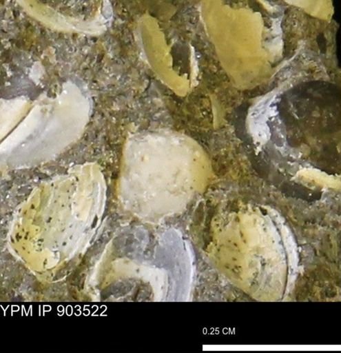 Corbulamella sp.