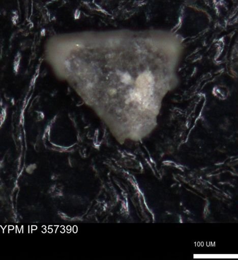 undet. Foraminiferida
