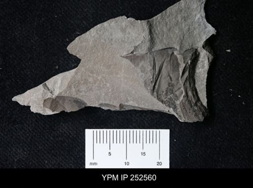 undet. Eurypterida
