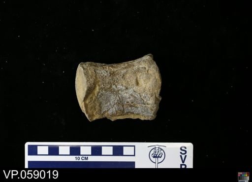 undet. Mosasauridae
