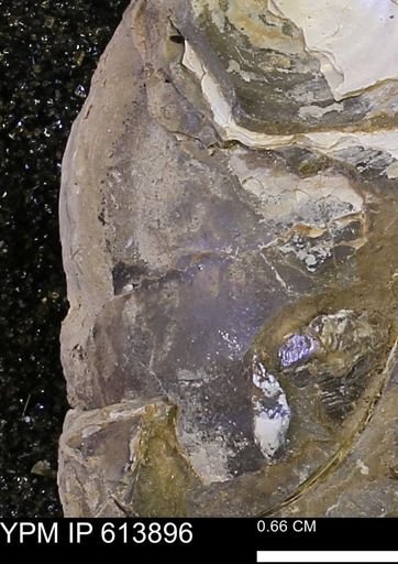 Inoceramus sp.