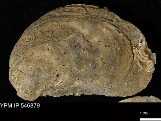 Ostrea virginiana