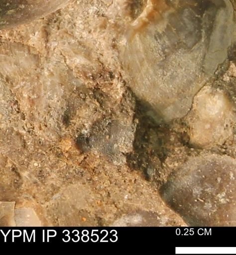 undet. Mollusca