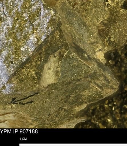 undet. Bivalvia
