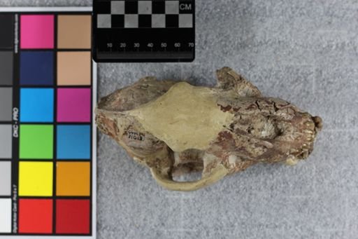 Hoplophoneus primaevus