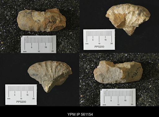 Scaphites sp.