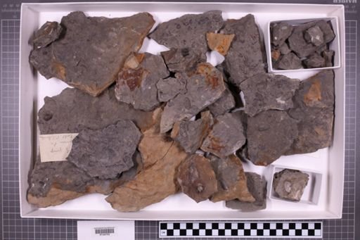 mixed taxa, stratigraphic collection