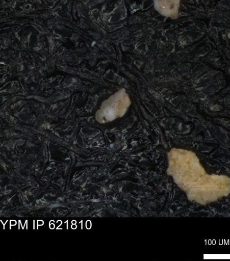 undet. Heterohelicidae