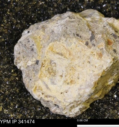 Scaphites sp.
