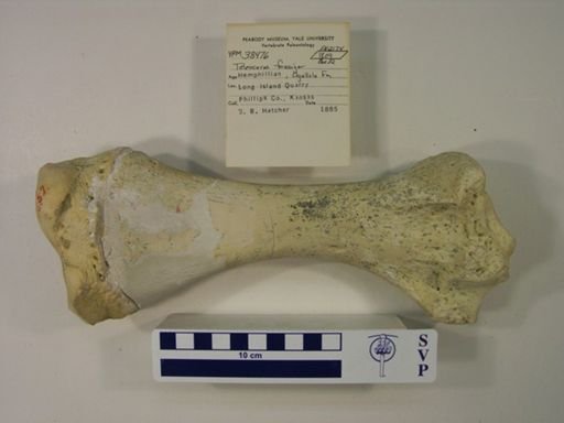Teleoceras fossiger
