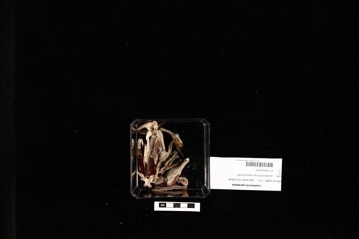 Lepidosiren paradoxa