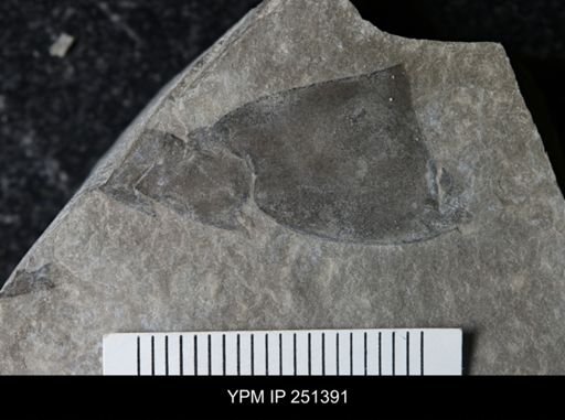 undet. Eurypterida
