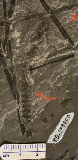 Paleostachya sp.