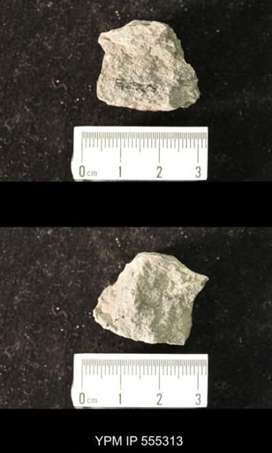 Productus semireticulatus