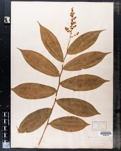 Maianthemum