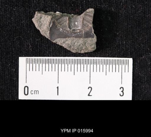 Crepicephalus sp.