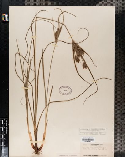 Cyperus schweinitzii