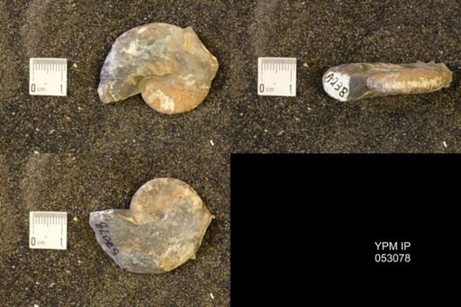 Discoscaphites conradi