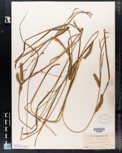 Carex vesicaria