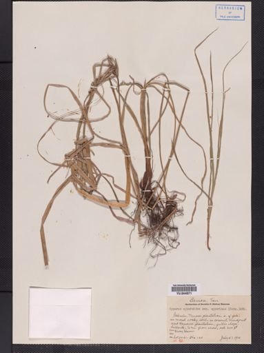 Cyperus