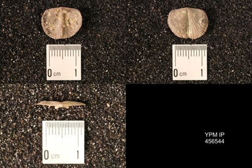Dalmanella testudinaria
