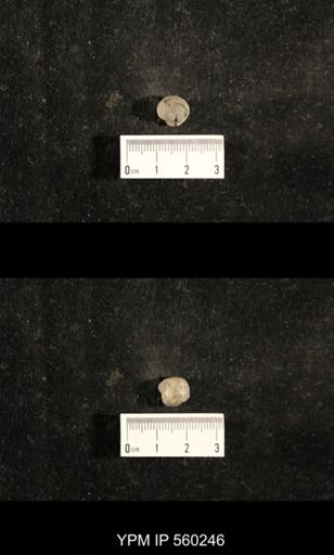 Euphemites carbonarius