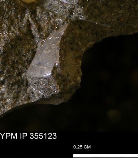 undet. Bivalvia