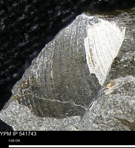 Limopsis striatopunctatus