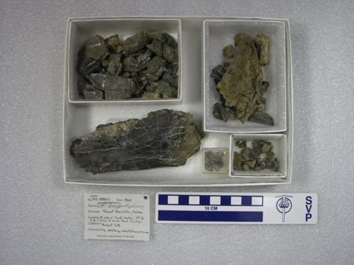 Lampadophorus
