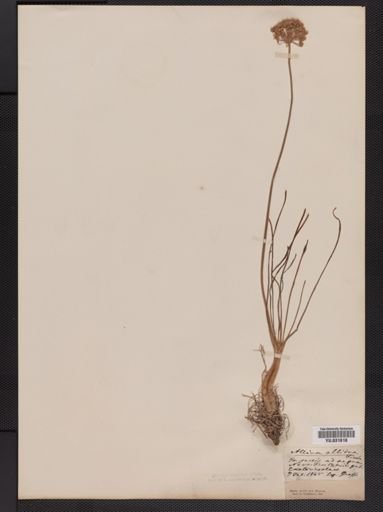 Allium