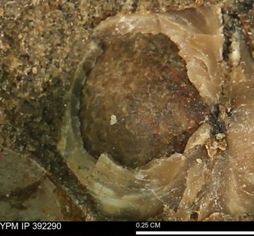 Protocardia subquadrata
