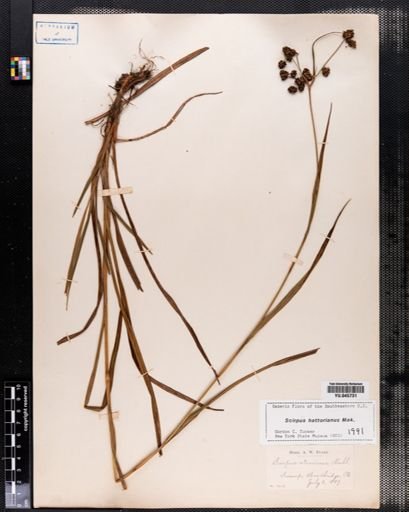 Scirpus hattorianus