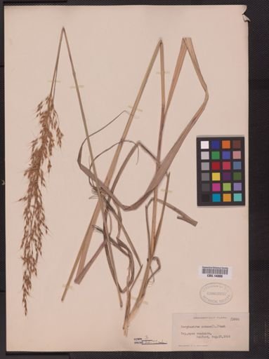 Sorghastrum nutans