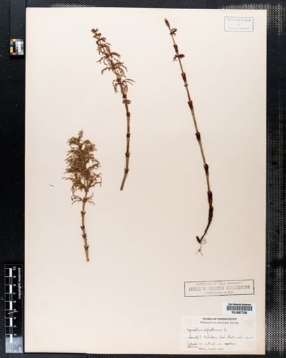 Equisetum sylvaticum