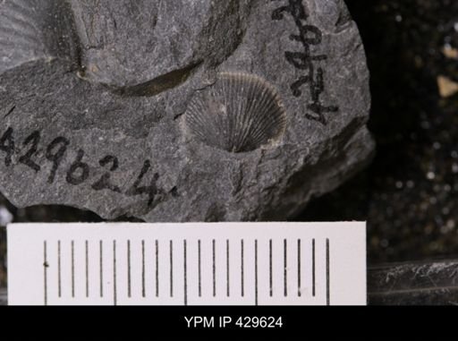 Devonochonetes coronatus