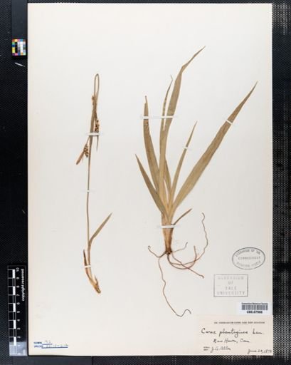 Carex plantaginea