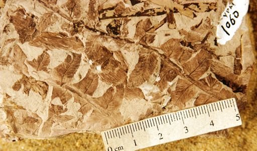 Cladophlebis mesozoica