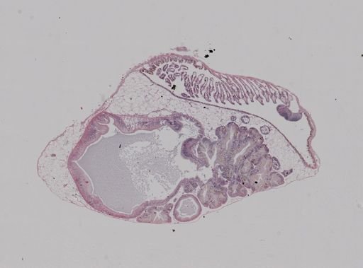 Crepidula