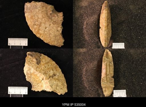 Placenticeras sp.
