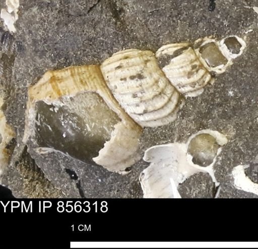 Drepanochilus sp.