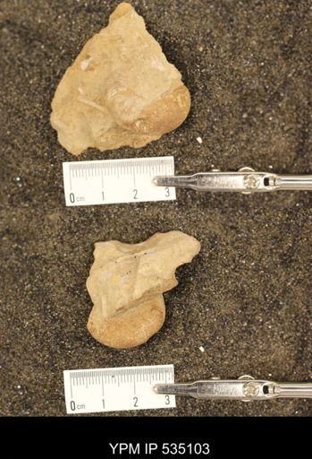 Scaphites cf. aquilaensis