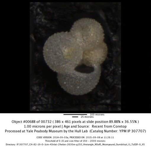 undet. Foraminiferida