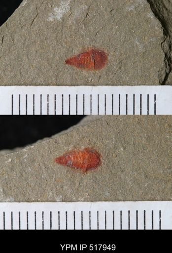 undet. Synziphosurina