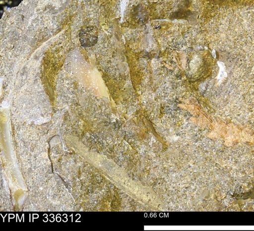 undet. Mollusca