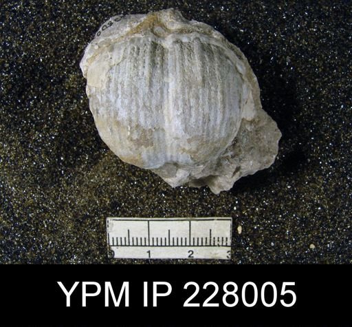 Dictyoclostus sp.