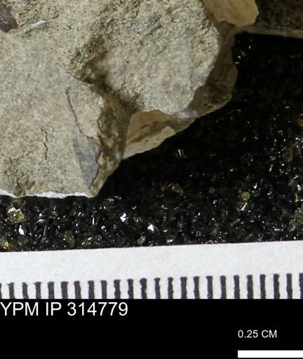 undet. Mollusca